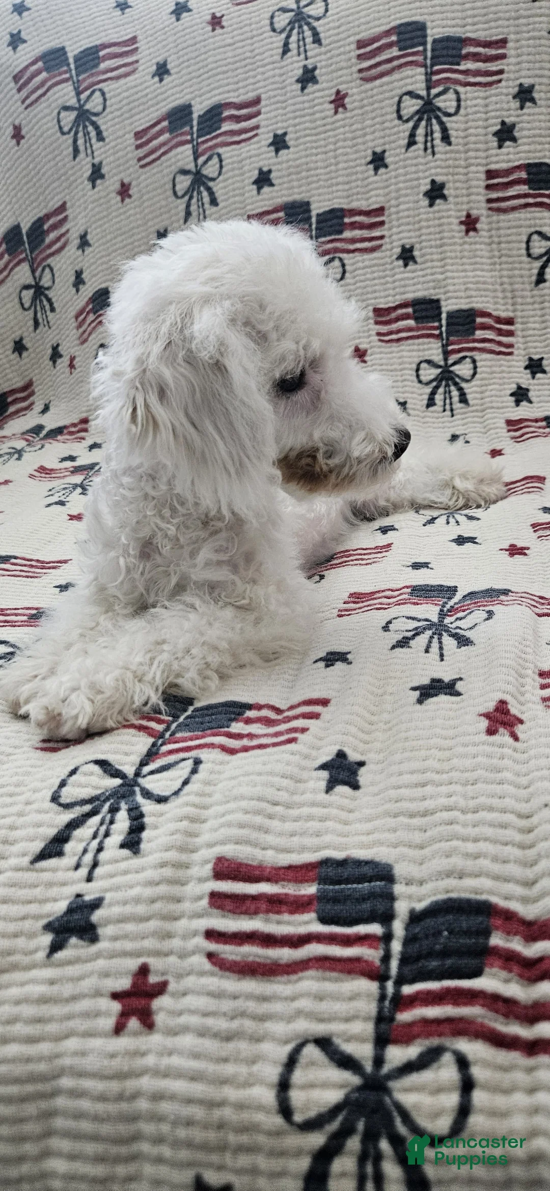 Toy Poodle dogs for sale: Teddy - Ad 2