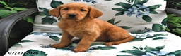 Golden Retriever dogs for sale: Jasmine - Ad 3