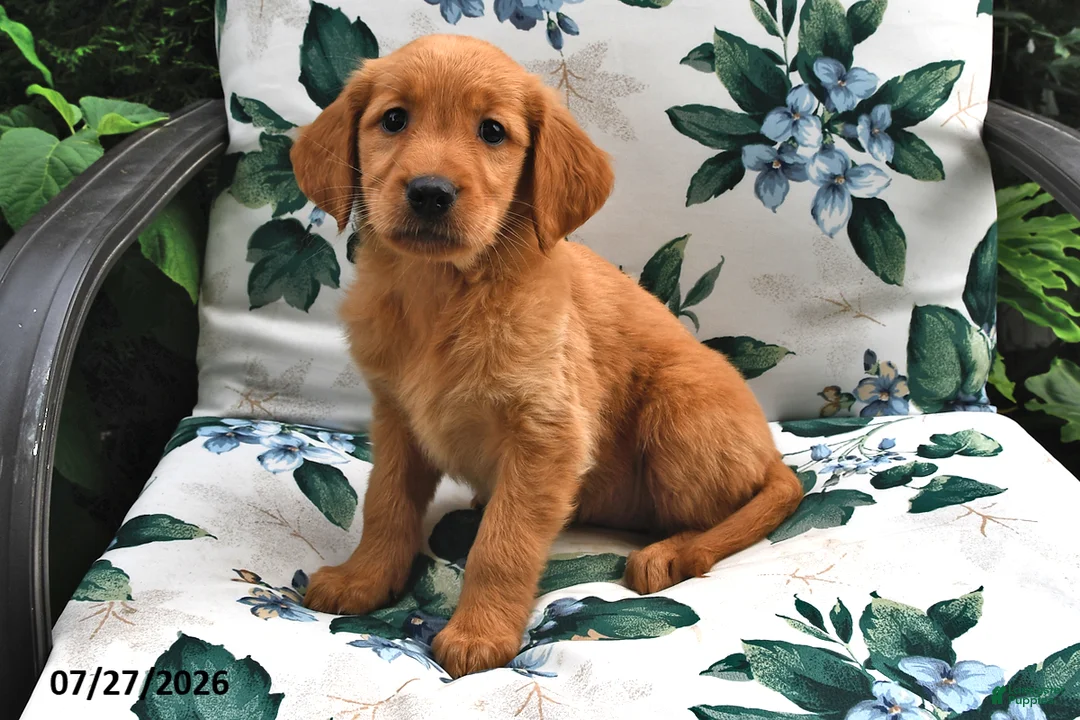 Golden Retriever dogs for sale: Jasmine - Ad 3