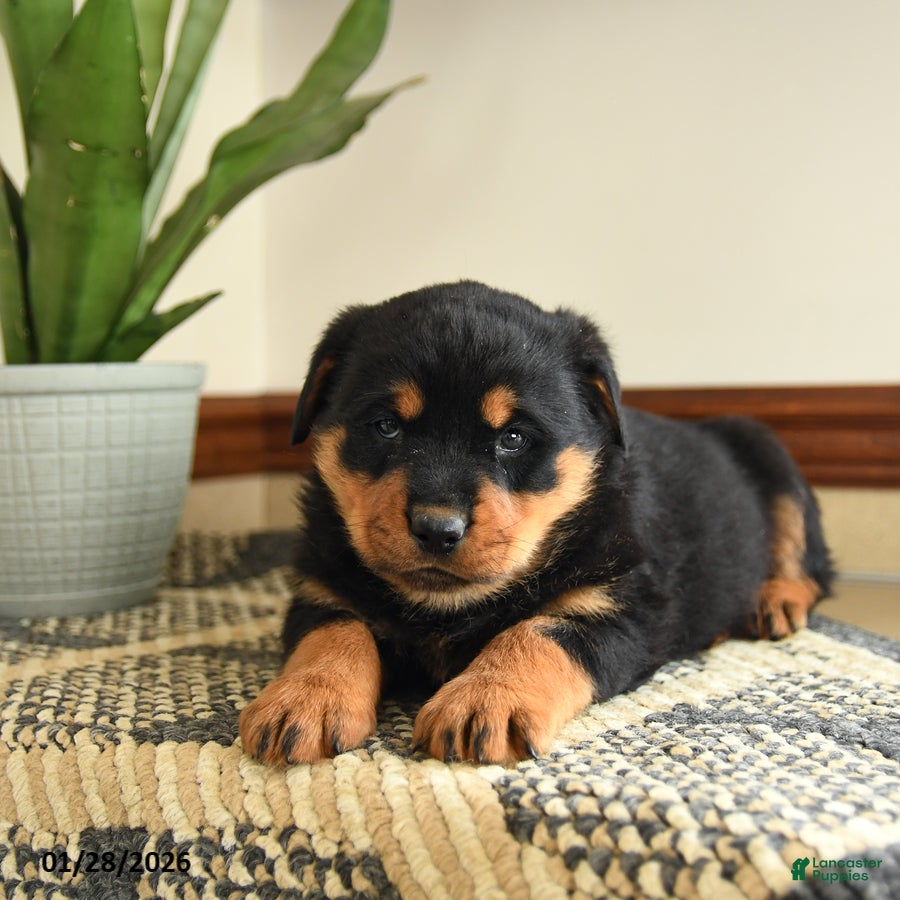 Rottweiler dogs Drousy - Ad 2