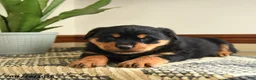 Rottweiler dogs for sale: Drousy - Ad 2