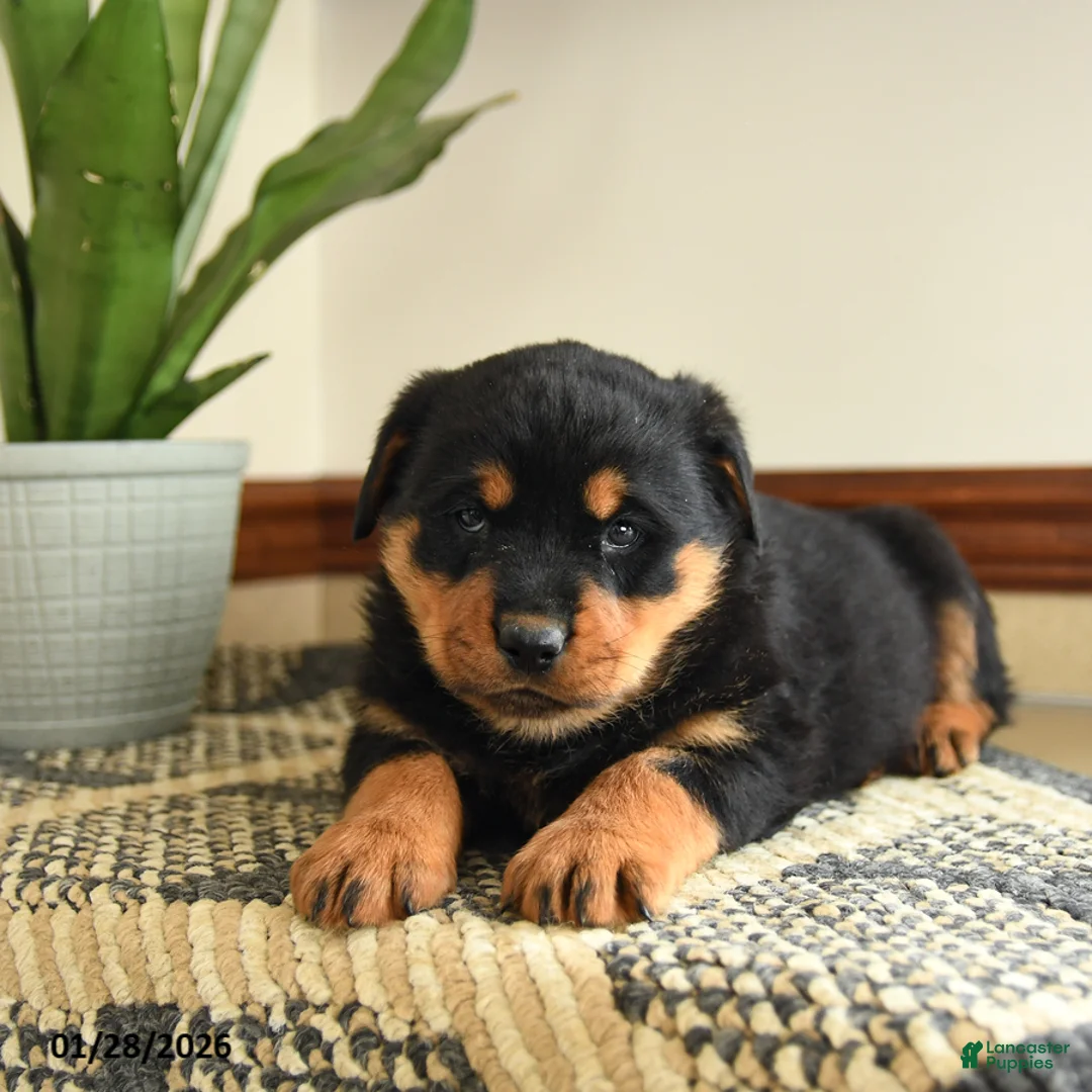Rottweiler dogs for sale: Drousy - Ad 2