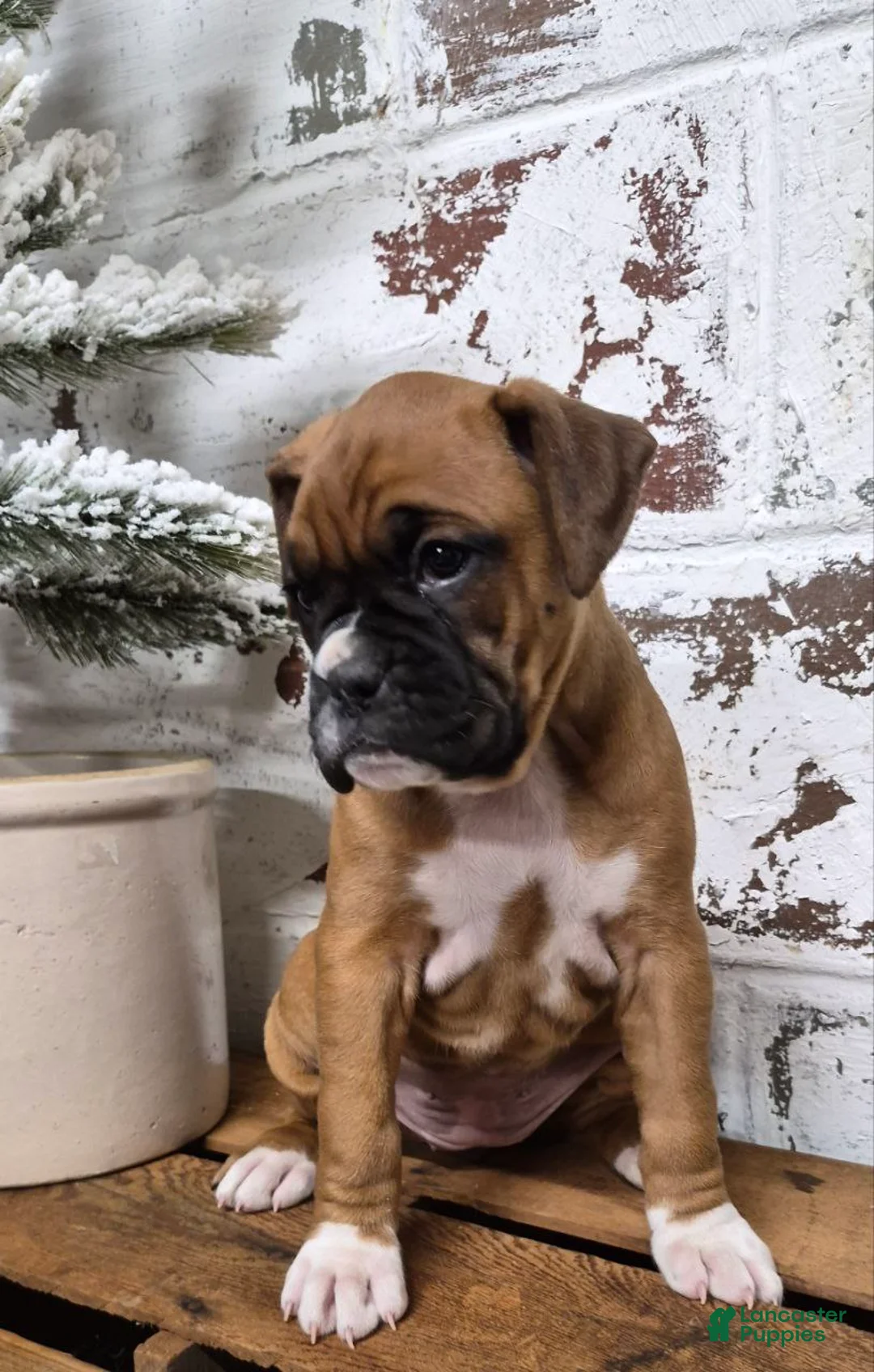 Boxer dogs for sale: JADE - Ad 3