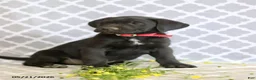 Mixed Breed dogs for sale: Richard - Ad 4
