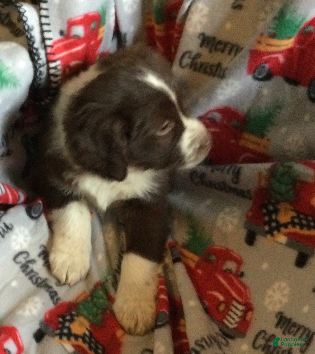 Mixed Breed dogs for sale: Misty - Ad 2