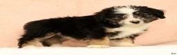 Mini Aussiedoodle dogs for sale: Lassie - Ad 4