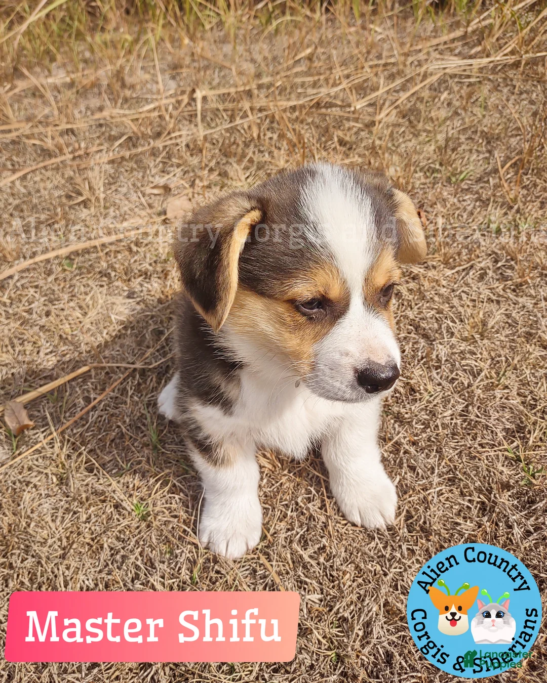 Welsh Corgi Pembroke dogs for sale: Welsh Corgi Pembroke Puppy 2 - Ad 1