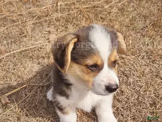 Welsh Corgi Pembroke dogs Welsh Corgi Pembroke Puppy 2 - Ad 2