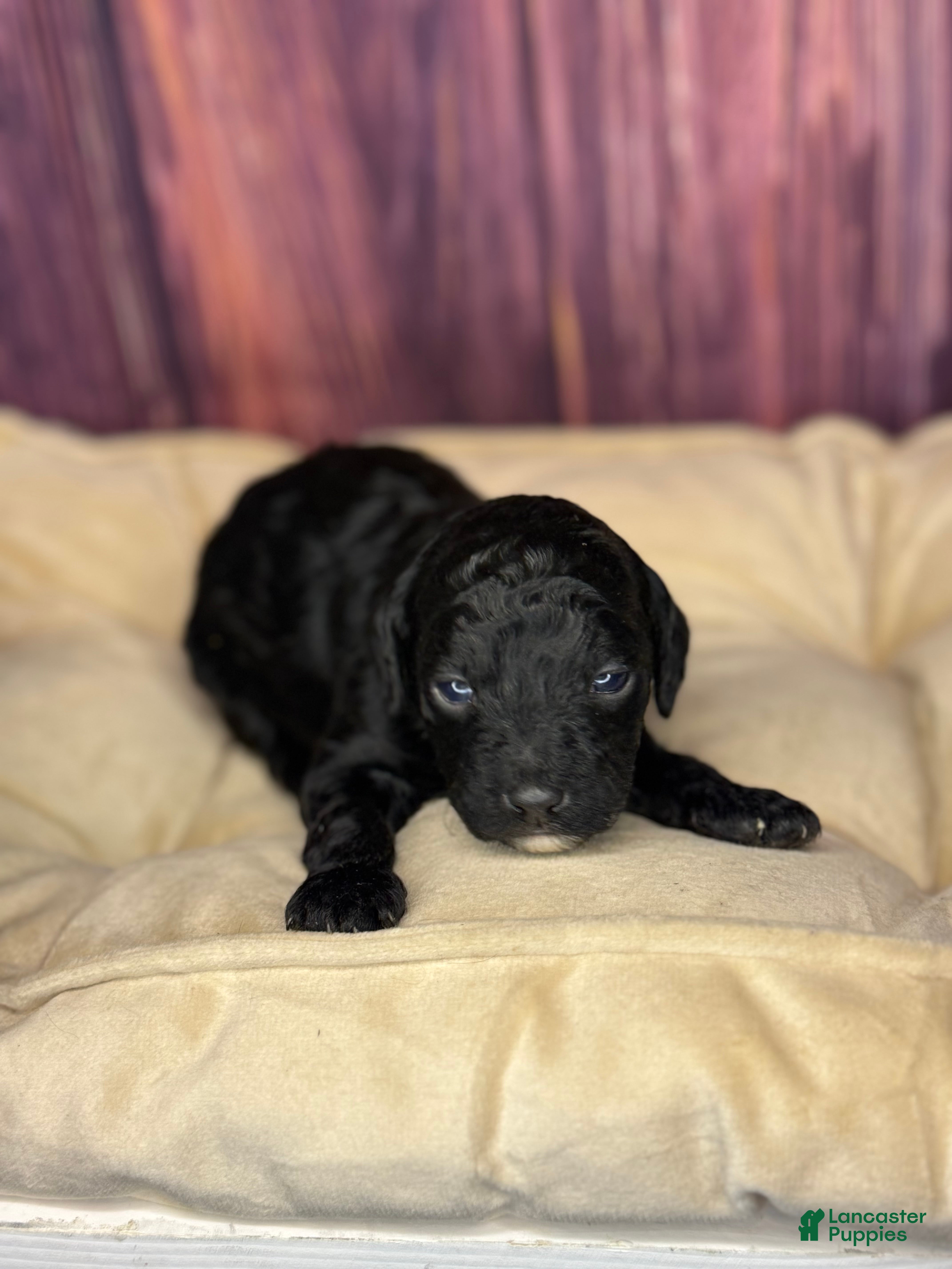 Miniature Poodle dogs Kane - Ad 12