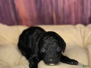 Miniature Poodle dogs Kane - Ad 39