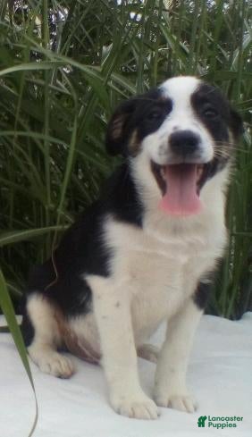 Miniature Australian Shepherd dogs Leo - Ad 2