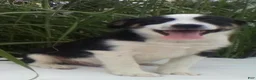 Miniature Australian Shepherd dogs for sale: Leo - Ad 2