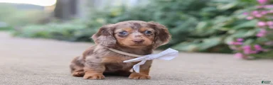 Rosie