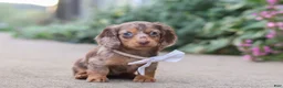 Miniature Dachshund dogs for sale: Rosie - Ad 1