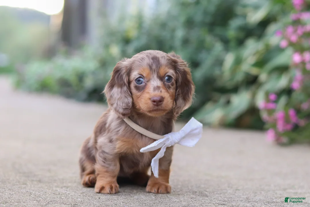 Miniature Dachshund dogs for sale: Rosie - Ad 1