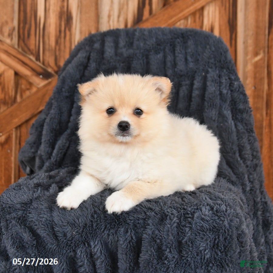 Pomeranian dogs Maple   - Ad 2