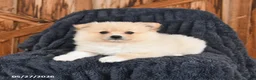 Pomeranian dogs for sale: Maple   - Ad 2