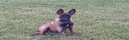 Belgian Malinois dogs for sale: Juneau - Ad 4