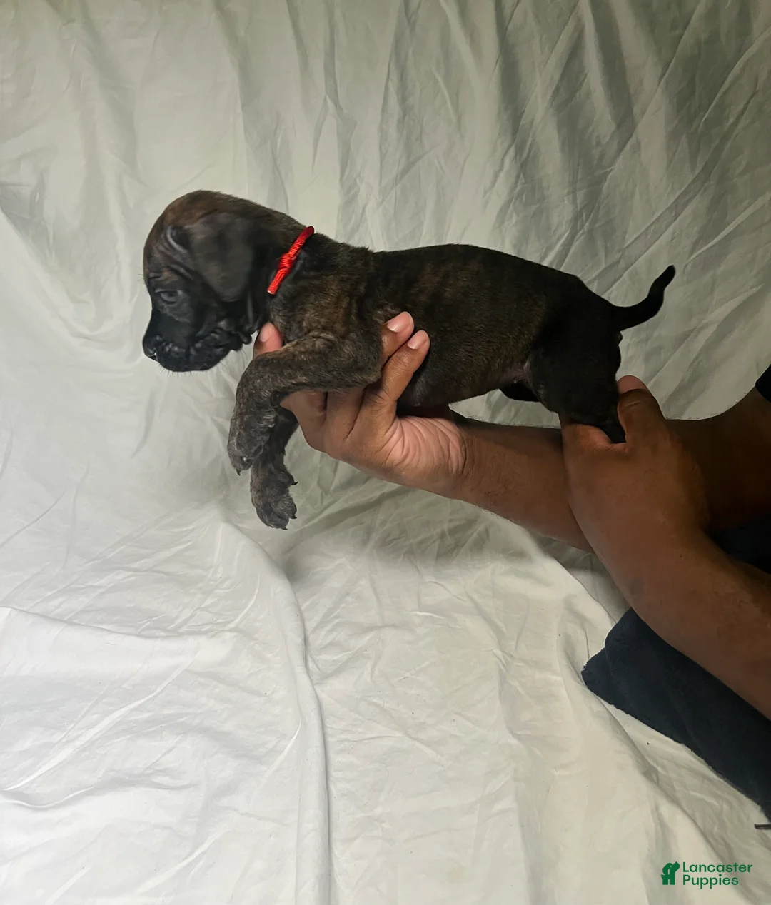 Presa Canario dogs for sale: Presa Canario 15 - Ad 2