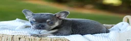 French Bulldog dogs for sale: Casper - Blue & Tan - Ad 4