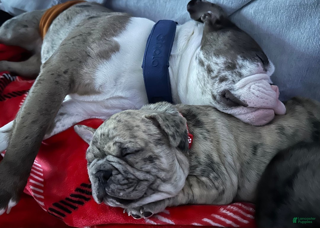 French Bulldog dogs for sale: Tiny - Ad 5