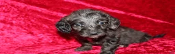Doxiepoo dogs for sale: Doxiepoo Mia - Ad 11