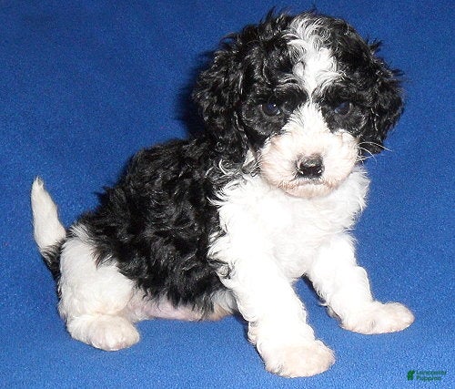 Shihpoo dogs Snoopy - Ad 1