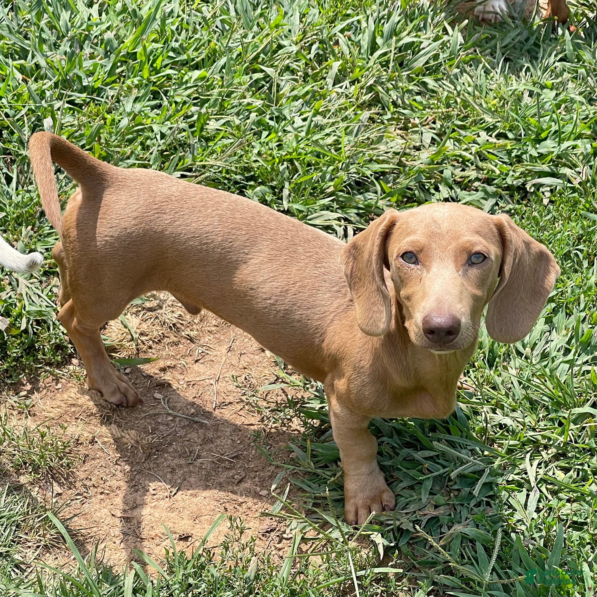 Dachshund dogs Parker - Ad 5