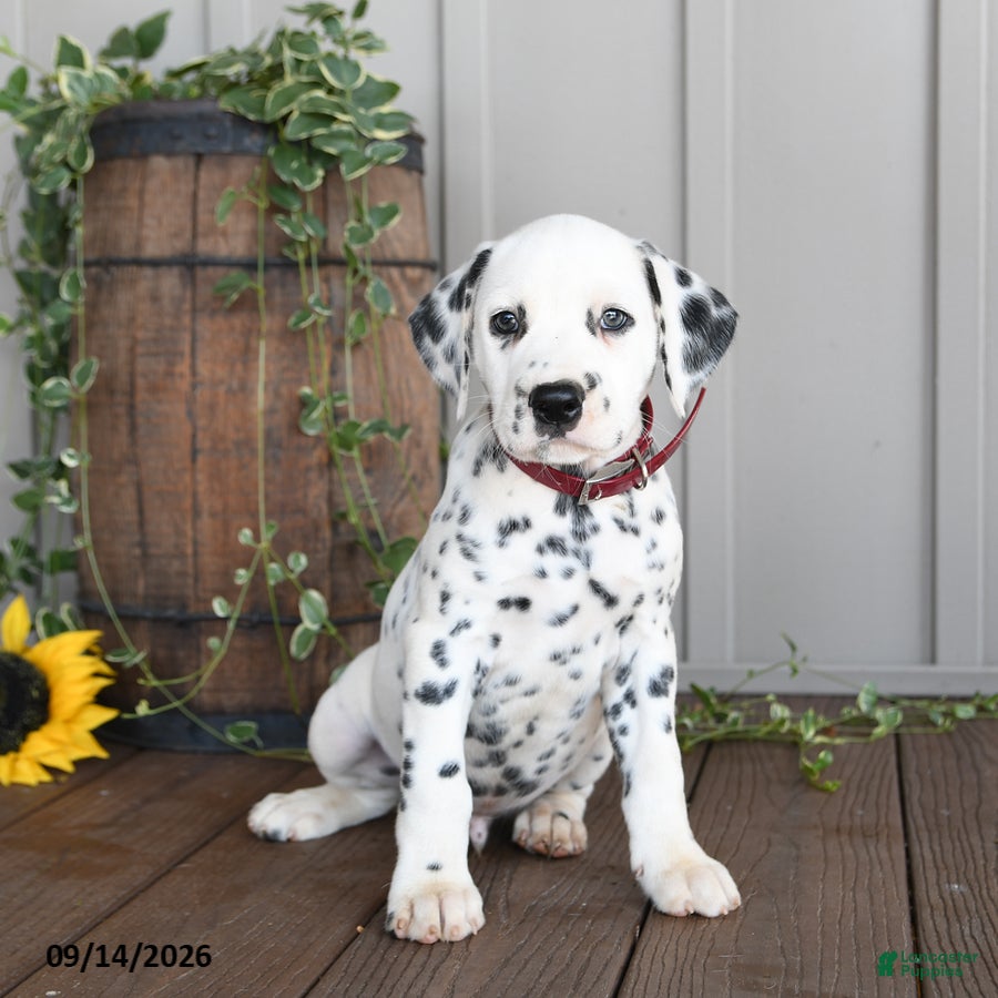 Dalmatian dogs Leo - Ad 2
