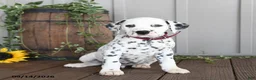 Dalmatian dogs for sale: Leo - Ad 2
