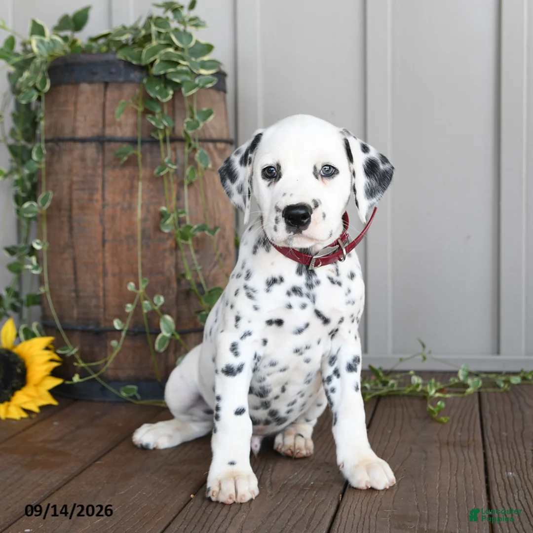Dalmatian dogs for sale: Leo - Ad 2