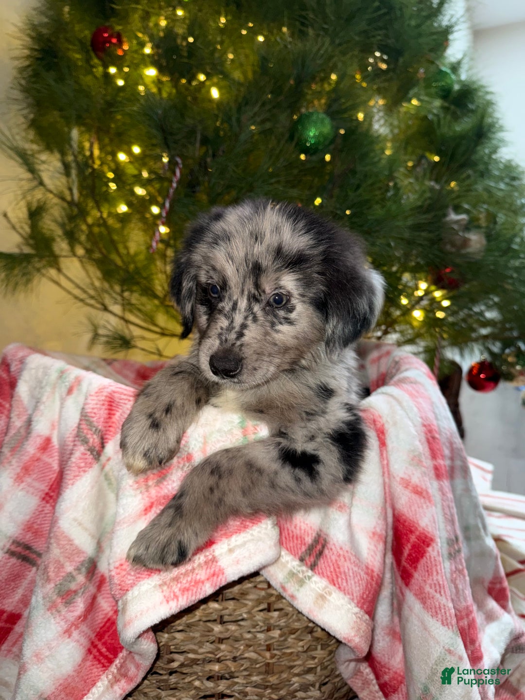 Mixed Breed dogs for sale: Chocolate Chip “Chip” - Ad 2