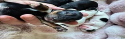 Mixed Breed dogs for sale: Mixed Breed 2 - Ad 2