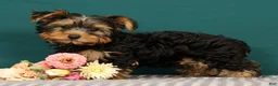 Yorkshire Terrier dogs for sale: Rose - Ad 4