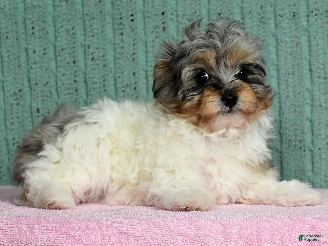 Pomapoo dogs for sale: Belle - Ad 4