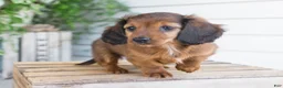 Dachshund dogs for sale: Hank - Ad 7