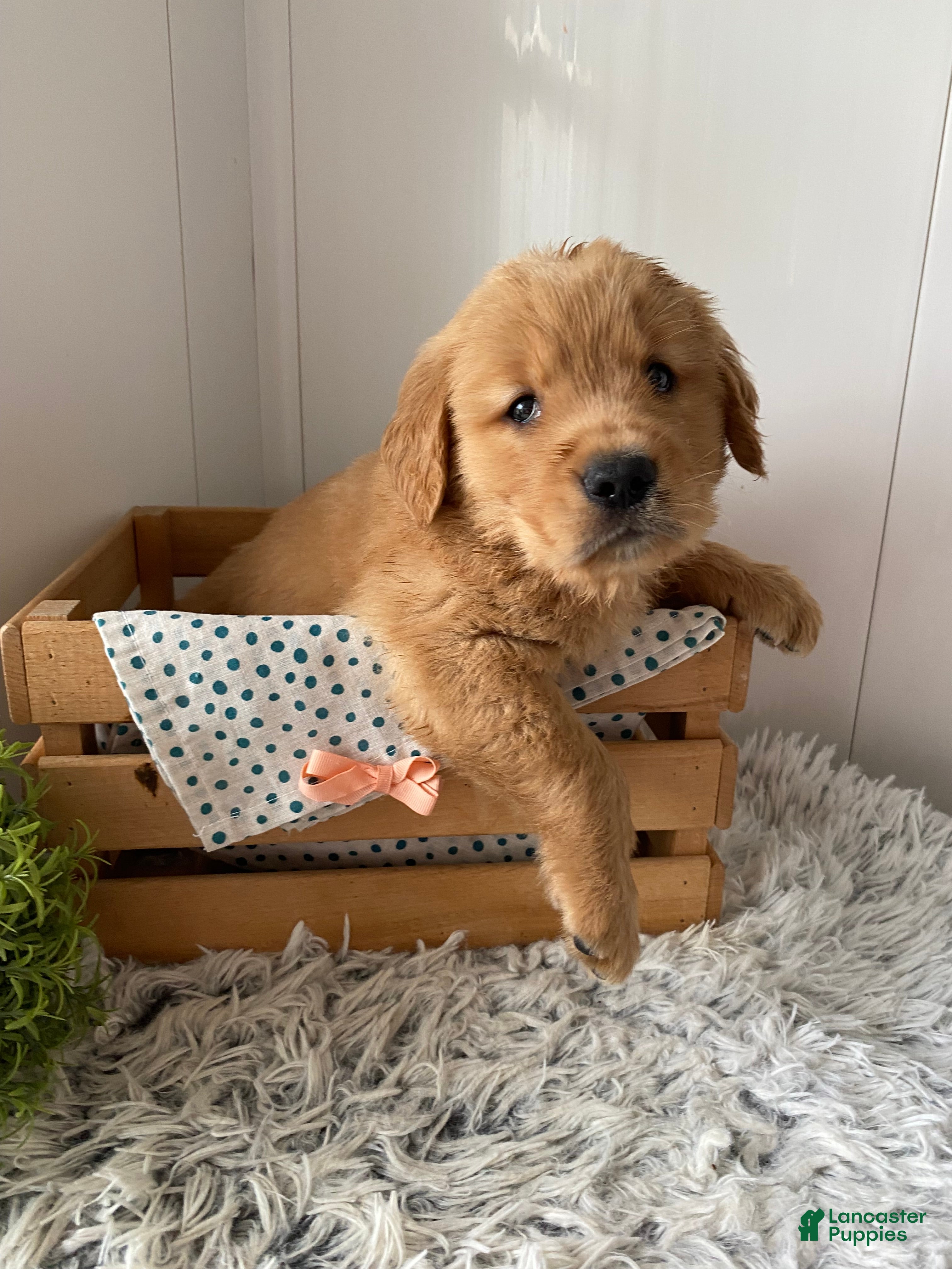 Golden Retriever Leo 