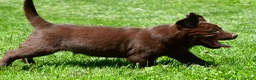 Labrador Retriever dogs for sale: Chase - Ad 8