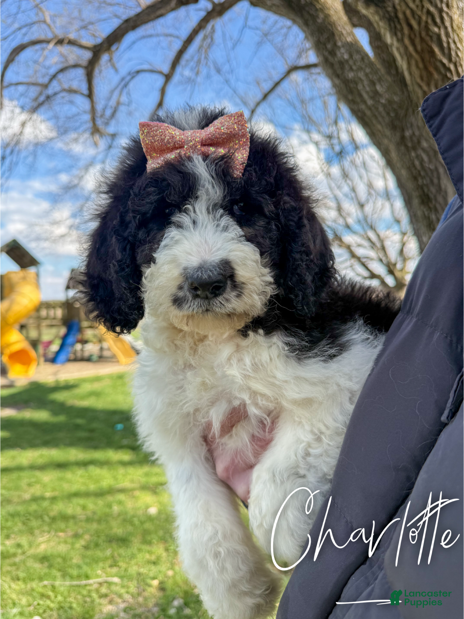 Saint Berdoodles dogs Charlotte - Standard F1b - Ad 1