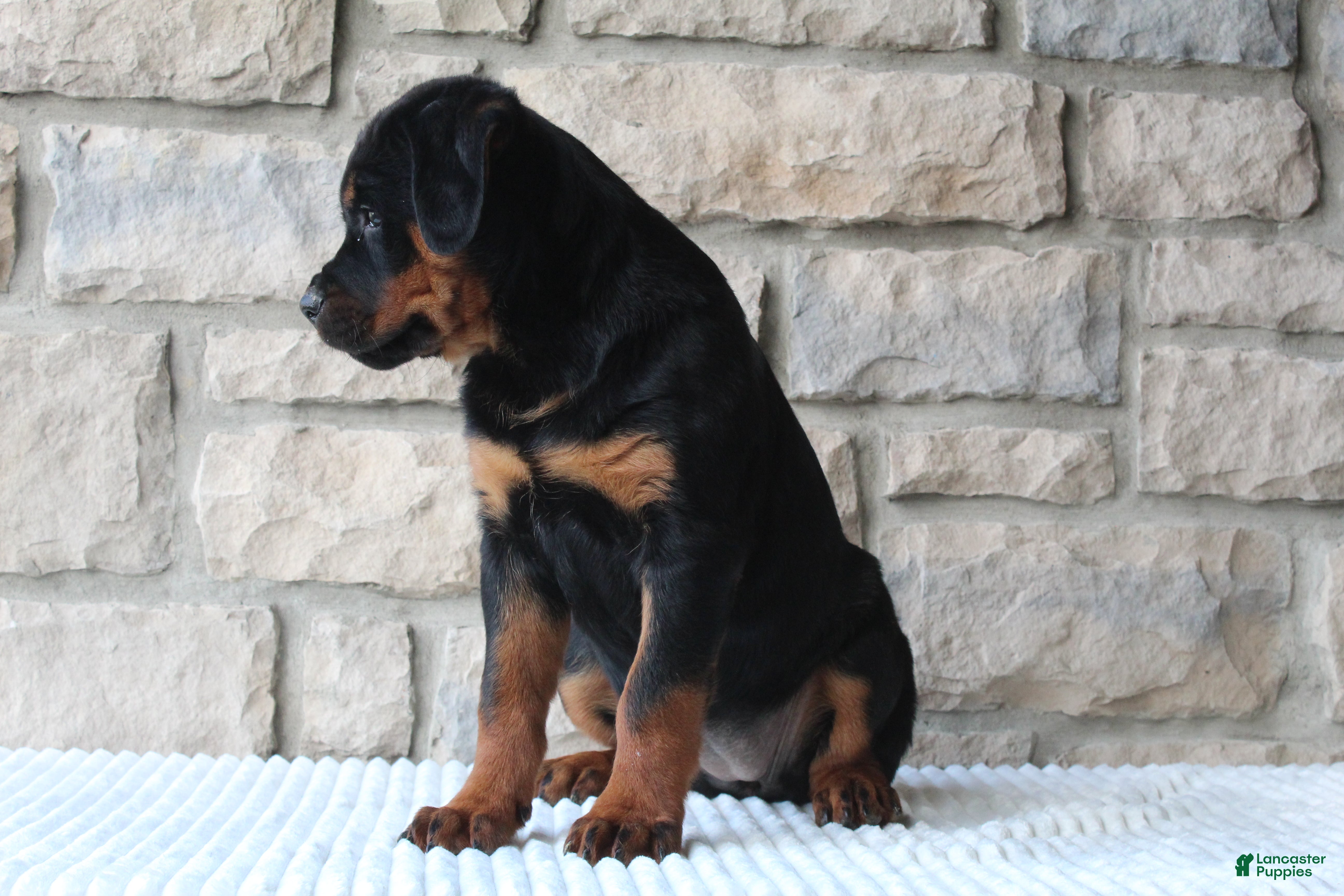 Rottweiler dogs Bella - Ad 2