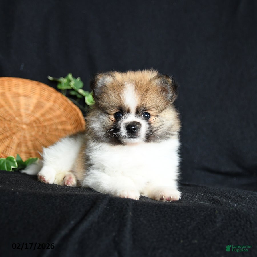 Pomeranian dogs Pouncer - Ad 1