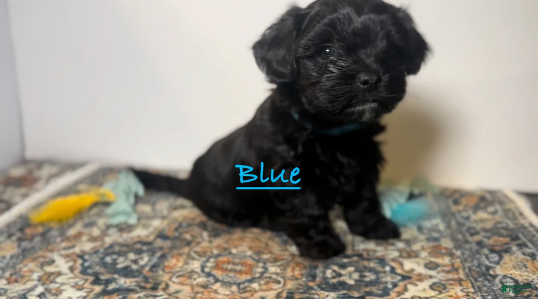 Mixed Breed dogs for sale: Duke - Ad 3