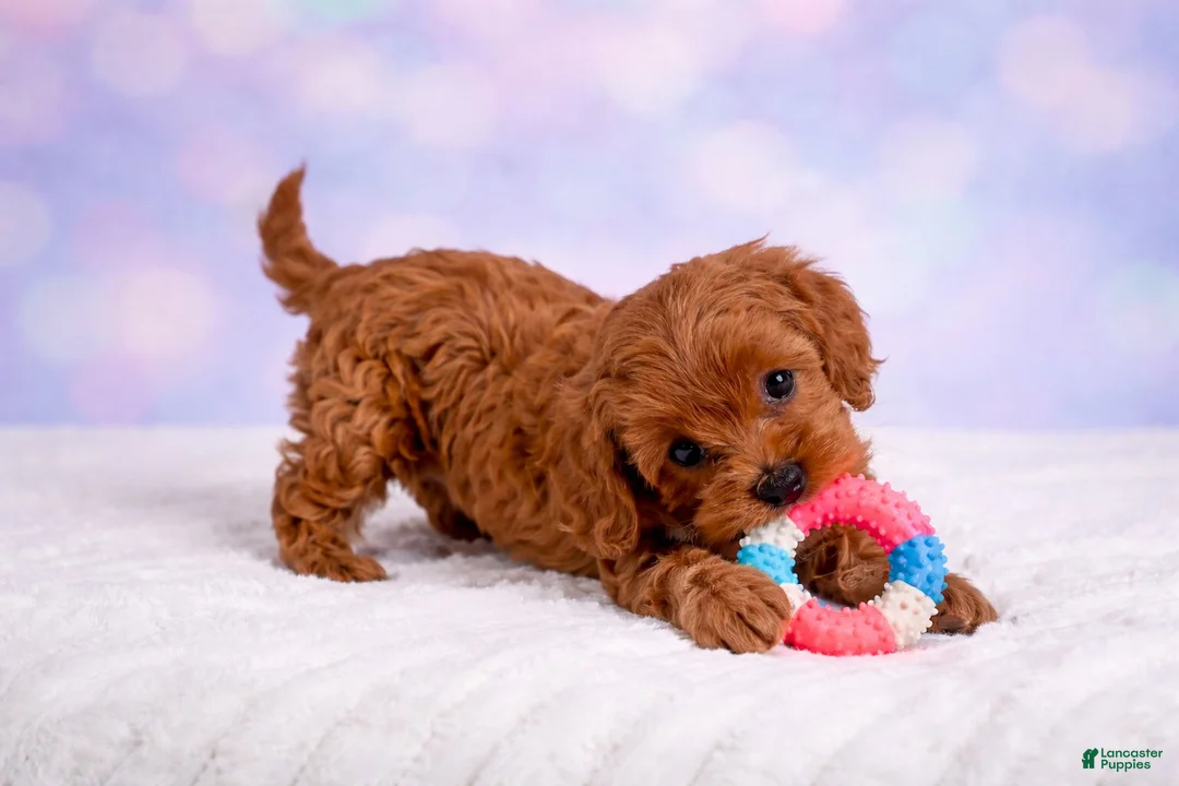 Cavapoo dogs for sale: Bailey - Ad 1