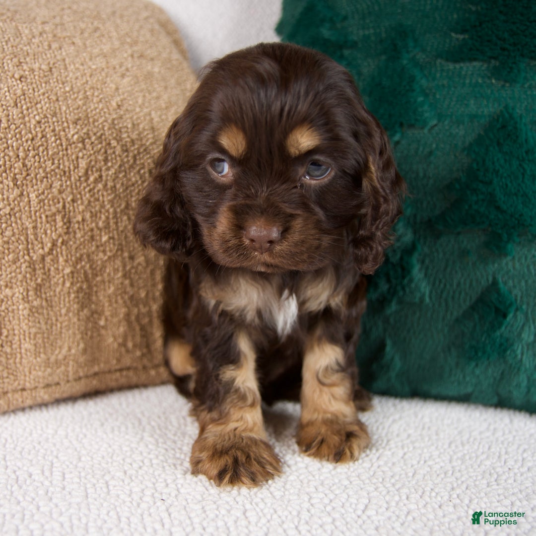 Cocker Spaniel dogs for sale: Rose - Ad 2