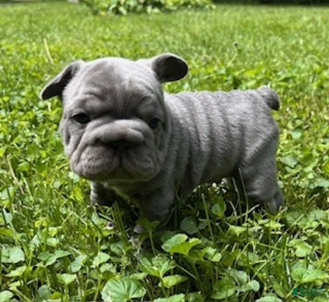 French Bulldog dogs for sale: Ruby - Ad 2