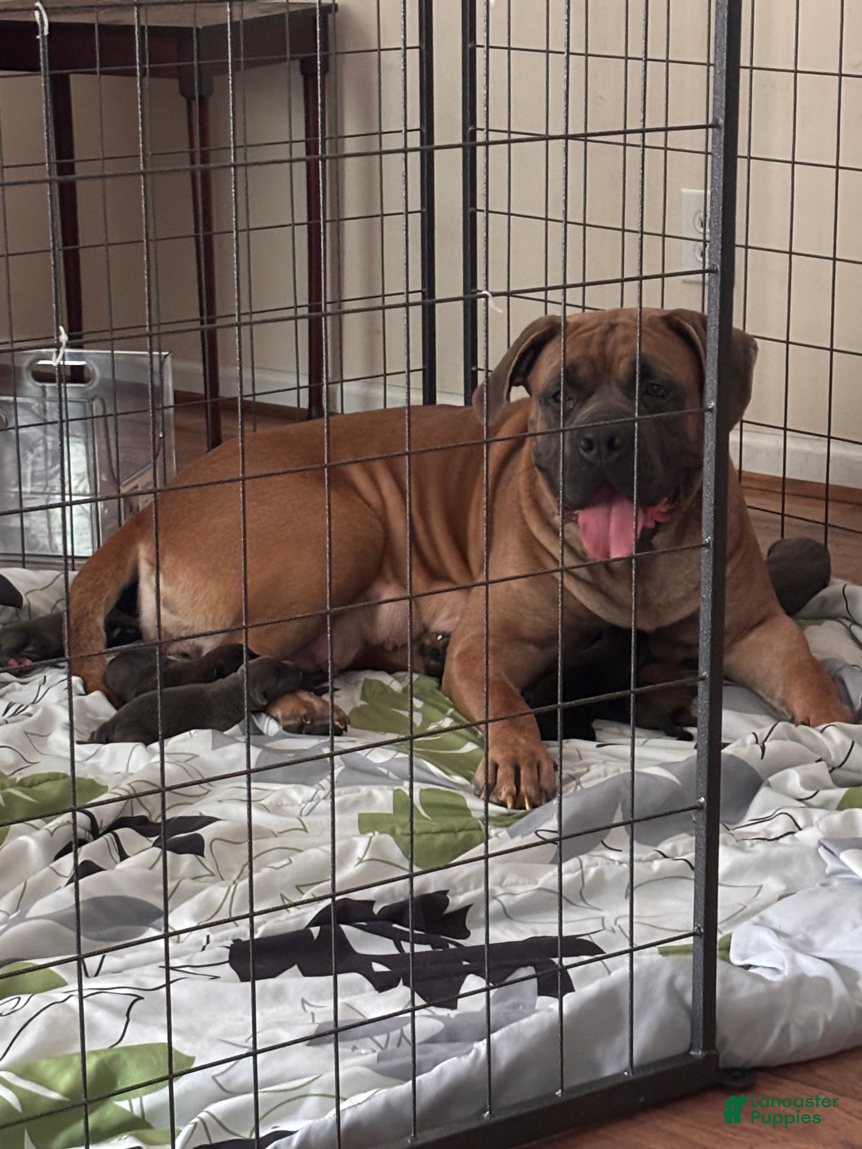 Cane Corso dogs Graphite-Blue Collar - Ad 2