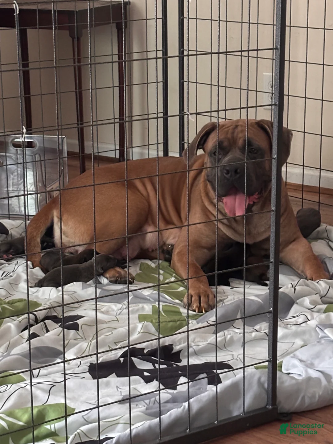 Cane Corso dogs for sale: Graphite-Blue Collar - Ad 2