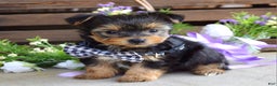 Yorkshire Terrier dogs for sale: Coby - Ad 2