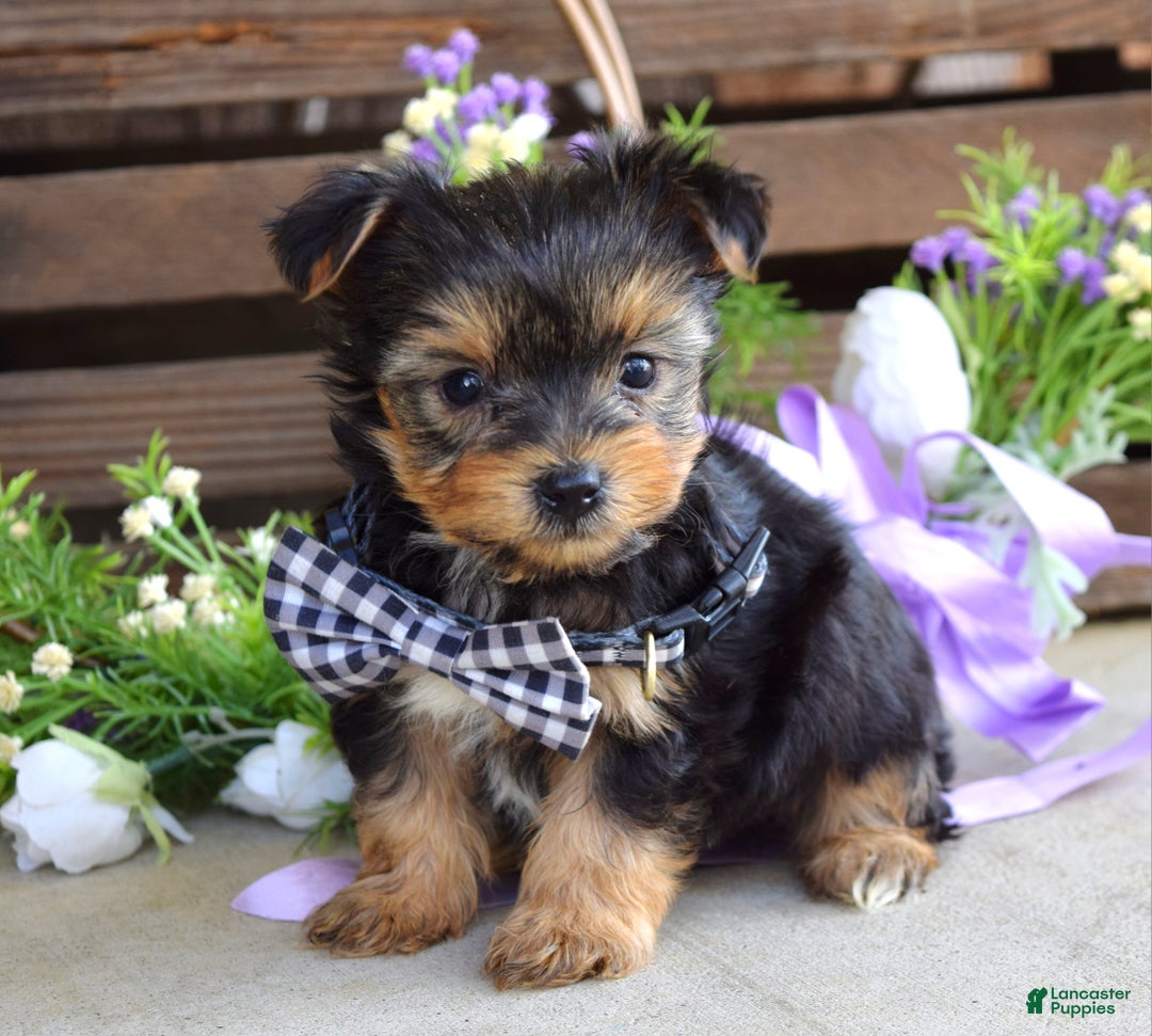 Yorkshire Terrier dogs for sale: Coby - Ad 2