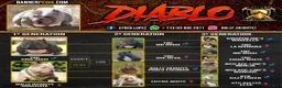 American Bully dogs for stud: Diablo - Ad 2